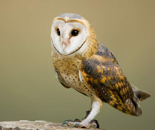 Minsmere Bird Reserve RSPB